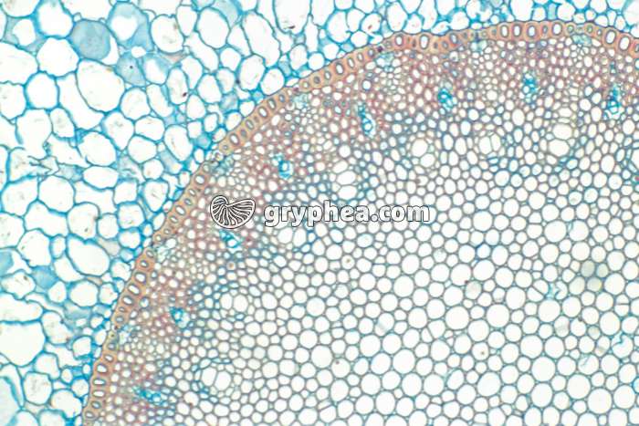 Racine aérienne d'Orchidée (détail) CT x25 - gryphea.com